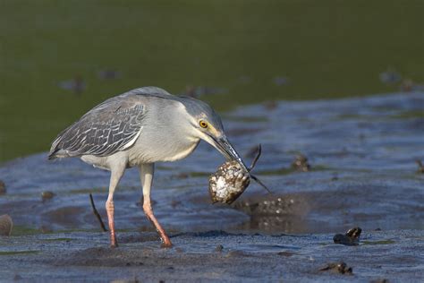 Striated Heron – Birds of Singapore