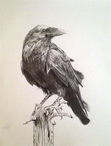 Ravens are behaviorally complex creatures. Like humans, they have an ...