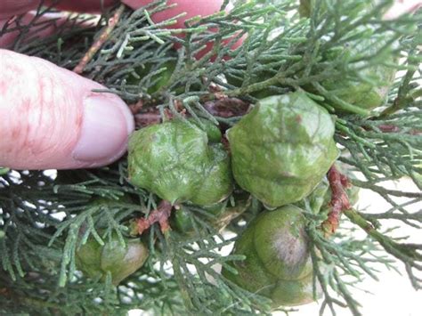 Cypress Cones - Tree Guide UK - Cypress tree ID by cones