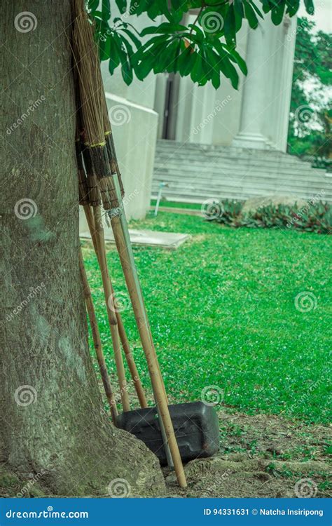 Broom Tree Stock Photos - Royalty Free Stock Images