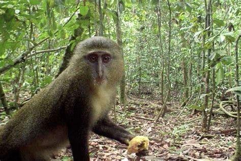 FAU | Camera Traps Uncover Mysterious Lesula Monkey’s ‘Business’