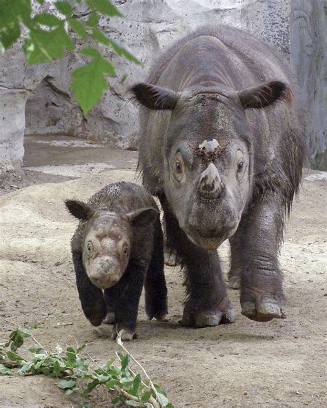 File:Sumatran Rhino.jpg - Wikimedia Commons