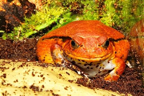 Tomato Frog Care Sheet: Diet, Habitat, & More Tips for New Owners