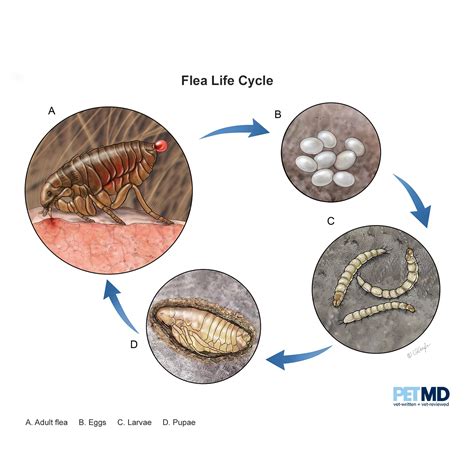 flea life cycle pictures - Piercing Webzine Ajax