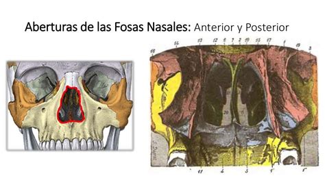 Anatomía Fosas nasales y nariz