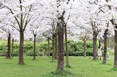 Amsterdam Travel: Where to Find Cherry Blossom in Amsterdam : As the Bird flies... Travel ...