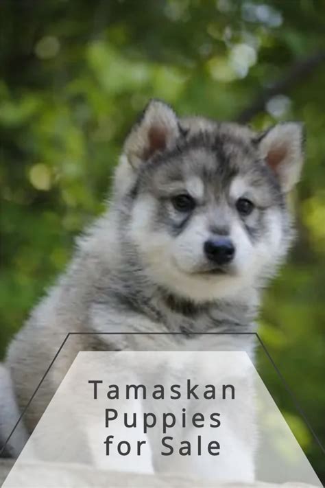 Tamaskan Puppies for Sale in 2021 | Tamaskan puppies, Puppies for sale ...