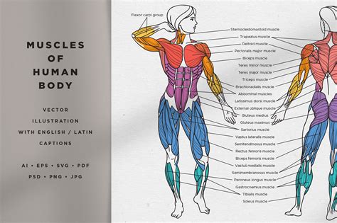 Human Muscles | ubicaciondepersonas.cdmx.gob.mx