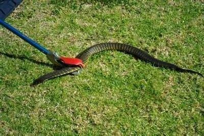 Snake Removal Services at best price in New Delhi | ID: 9374061448