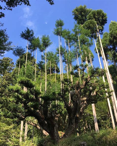 Daisugi: the ancient Japanese art of growing trees on top of other trees - BrightVibes