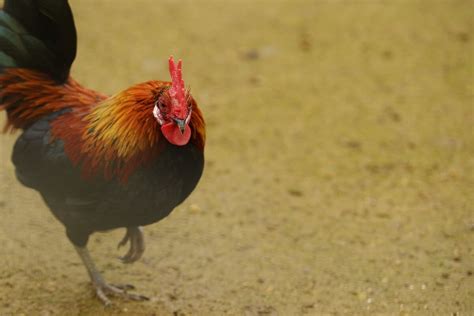 Old English Game Fowl • Insteading Chicken Breeds Guide