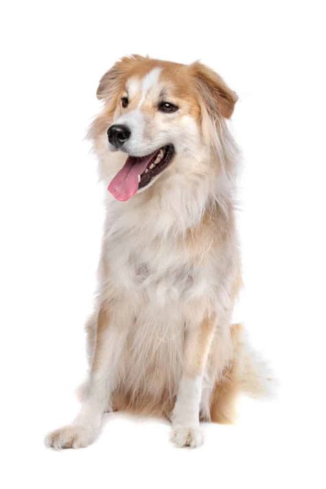 Facts you need to know about the Border Collie Golden Retriever mix ...