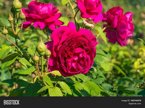 Bright Crimson Red Image & Photo (Free Trial) | Bigstock