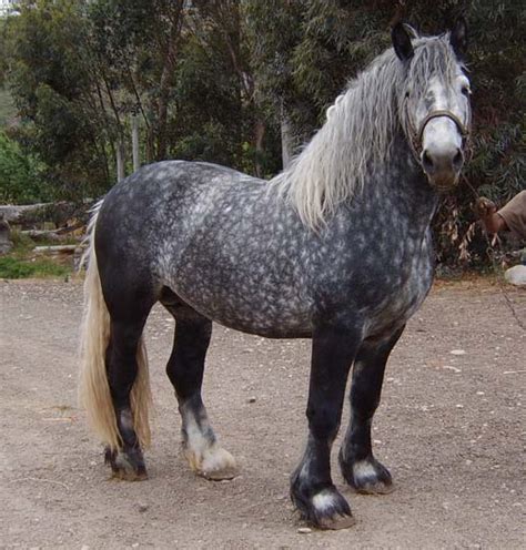 Image - Percheron dapple grey.jpg - The Horse Breed Wiki