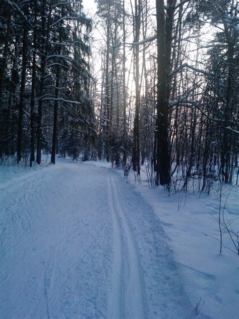 Russian winter forest | Winter forest, Scenery, Winter solstice