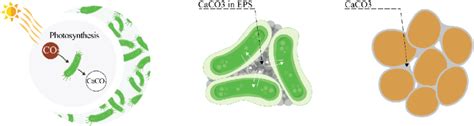 Diagram. Three target performances of cyanobacteria. (Left ...