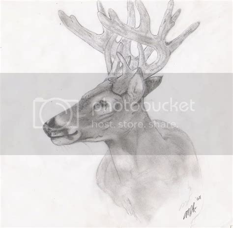 Buck drawings (several pix)