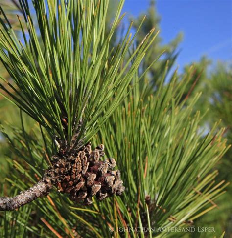 Red Pine cone and needles from treetop | | Wildernesscapes Photography LLC, by Johnathan A. Esper