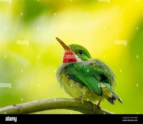 Puerto Rican Tody (Todus mexicanus) in El Yunque National Forest, Puerto Rico. Endemic to Puerto ...