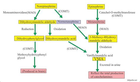 Urine Part 24:- VMA (Vanillylmandelic acid), Catecholamines (24 hours ...