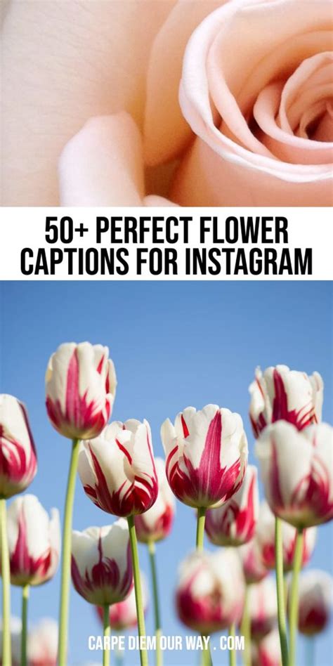 35 Perfect Flower Captions for Instagram | Carpe Diem OUR Way Travel