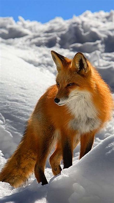 Winter Fox | iPhone Wallpapers | Animals wild, Fox in snow, Animals