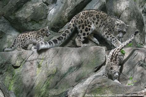 Interesting facts about snow leopards | Just Fun Facts