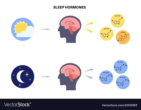 Sleep wake cycle vector image | Brain poster, Vector images, Vector free