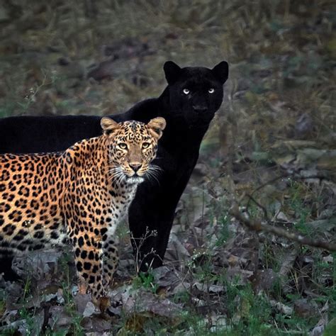 Leopard and Black Panther Couple Caught on Film After 6 Day Wait