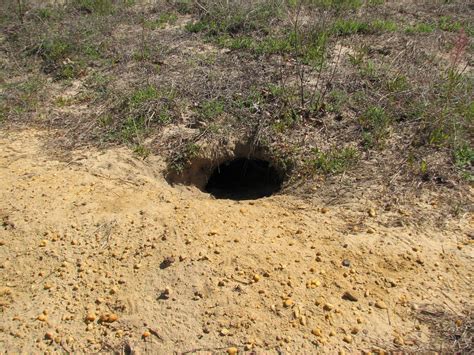 Identifying a Gopher Tortoise Burrow - UF/IFAS Extension Nassau County