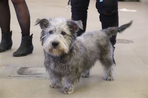 Pin by EFG Glens on Glen of Imaal Terrier | Irish dog breeds, Irish dog, Glen of imaal terrier