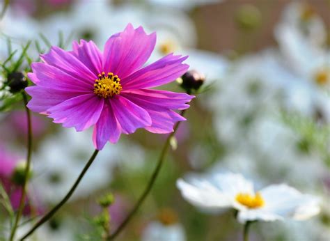 WINTER FLOWERS IN INDIA - LIGHT BLUE FLOWERS