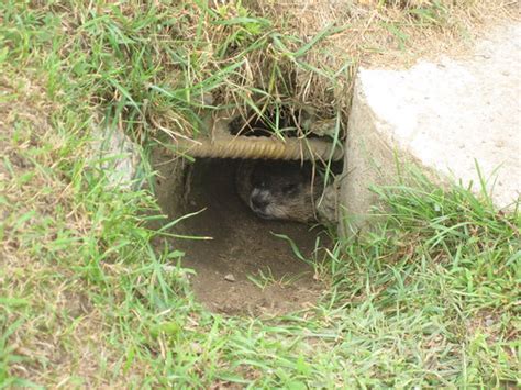 Groundhog in a burrow | Doug Tammany | Flickr