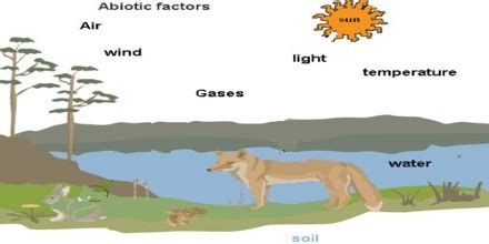 Components of Environment - QS Study