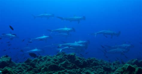 Socorro Island: What You Need to Know