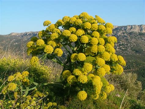 Ferula Asafoetida - un condiment neobisnuit - Biaplant