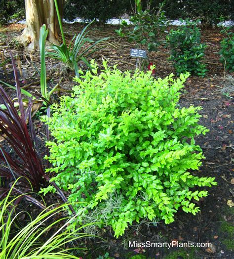 Ligustrum sinense ‘Sunshine’ Light: Full Sun to part shade Size: 3’ tall and wide Color ...