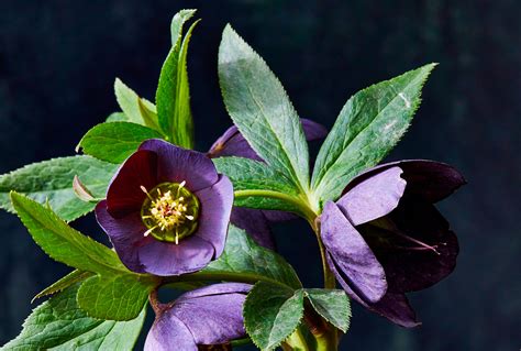 19 Best Hellebore Varieties for Adding Cold-Season Color to Your Garden