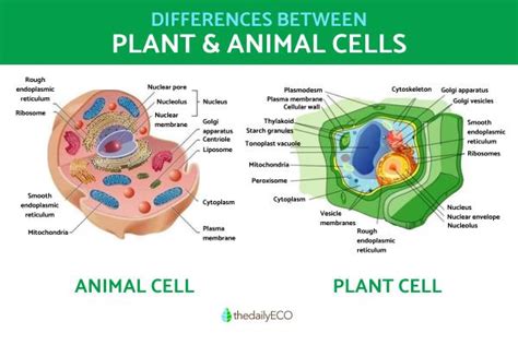 The Differences Between Animal and Plant Cells - With Diagrams