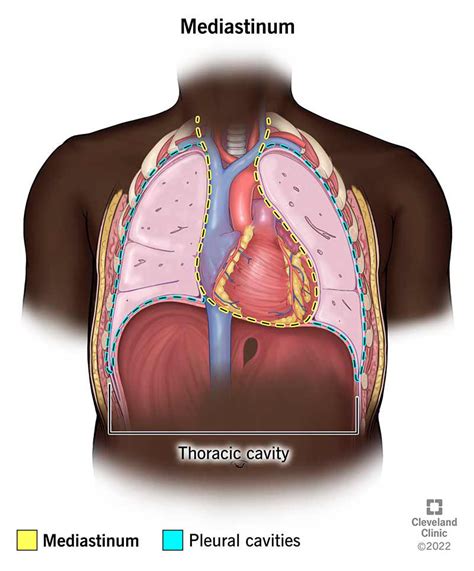 Mediastinum Anatomy Diagram