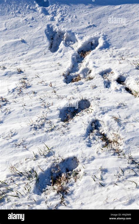 close up photographed surface of the snow drift, in which traces of ...