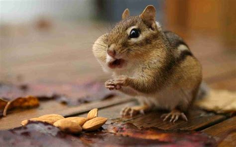 What Do Baby Chipmunks Eat?