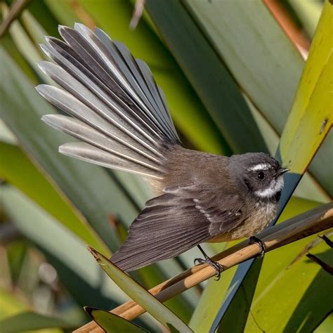 NZ Fantail - Piwakawaka | Kohab Bird Guide — Kohab