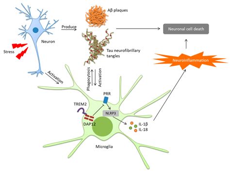 Aducanumab Mechanism Of Action - The Amyloid Cascade And Alzheimer S ...