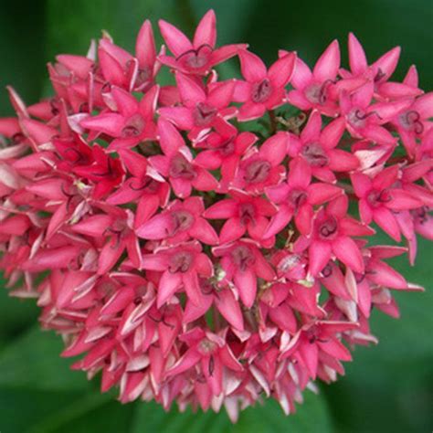 Care of Penta Flowers | Pentas flower, Plants, Flowers perennials