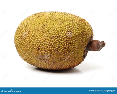 Giant jackfruit stock image. Image of jackfruit, abstract - 145352205