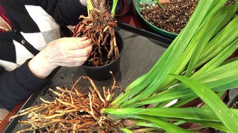 Repotting Cymbidium - YouTube