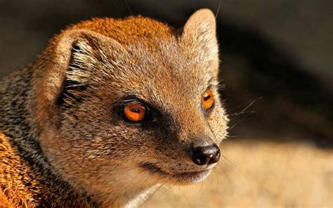 Mongoose, predator, red eyes wallpaper | animals | Wallpaper Better