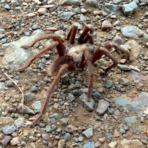 Tarantula Migration Hikes - Lindsay Wildlife Experience