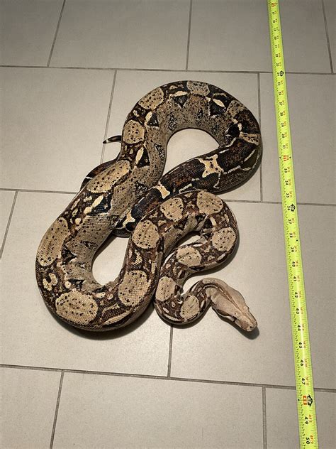 Identification of these two boas - Boas - MorphMarket Reptile Community